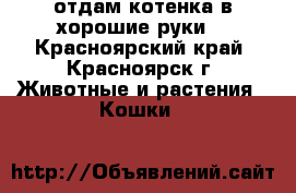отдам котенка в хорошие руки  - Красноярский край, Красноярск г. Животные и растения » Кошки   